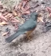 Turdus olivaceus