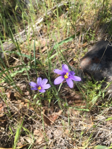 iNaturalist observation photo of western blue-eyed grass