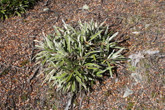 Celmisia spectabilis