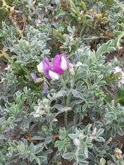 Lathyrus littoralis