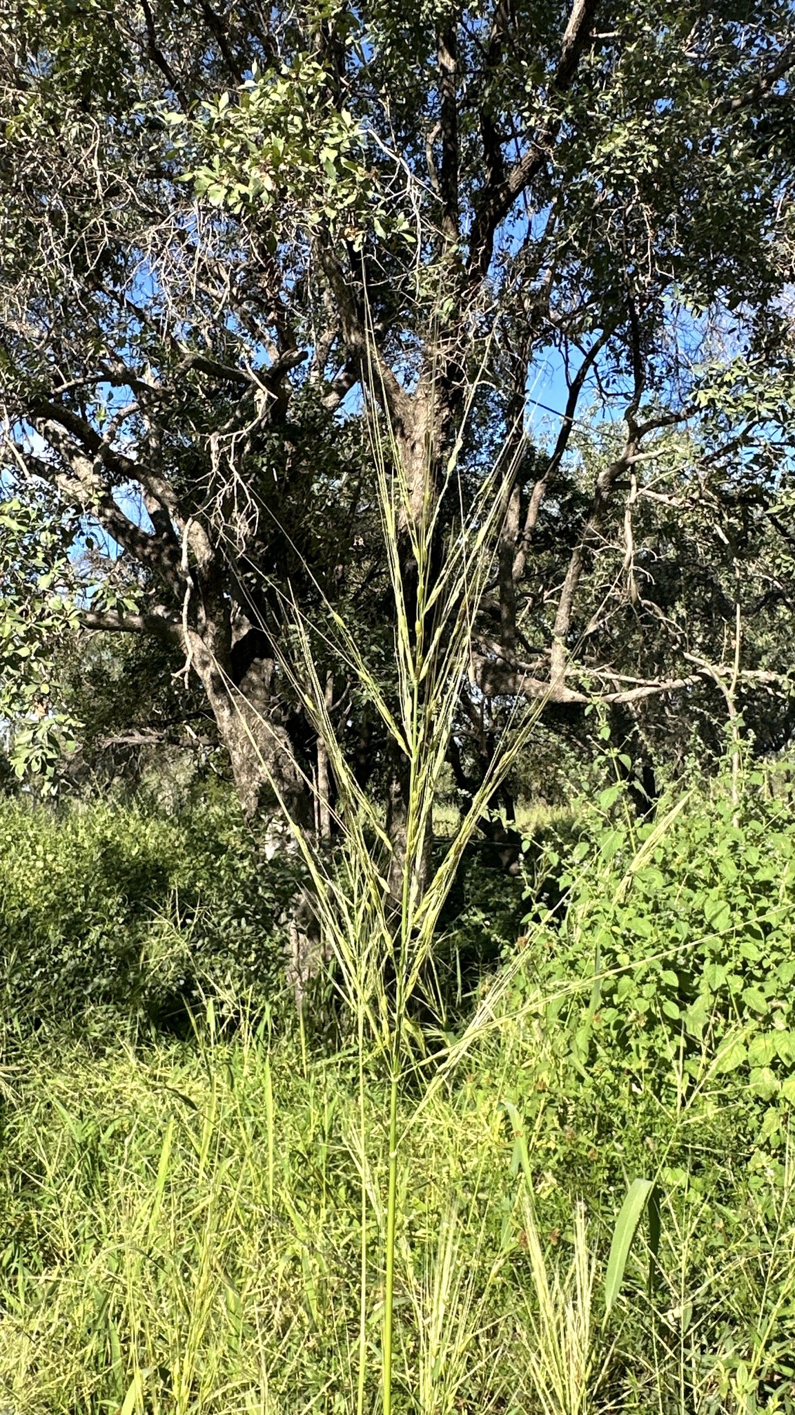 Oryza australiensis