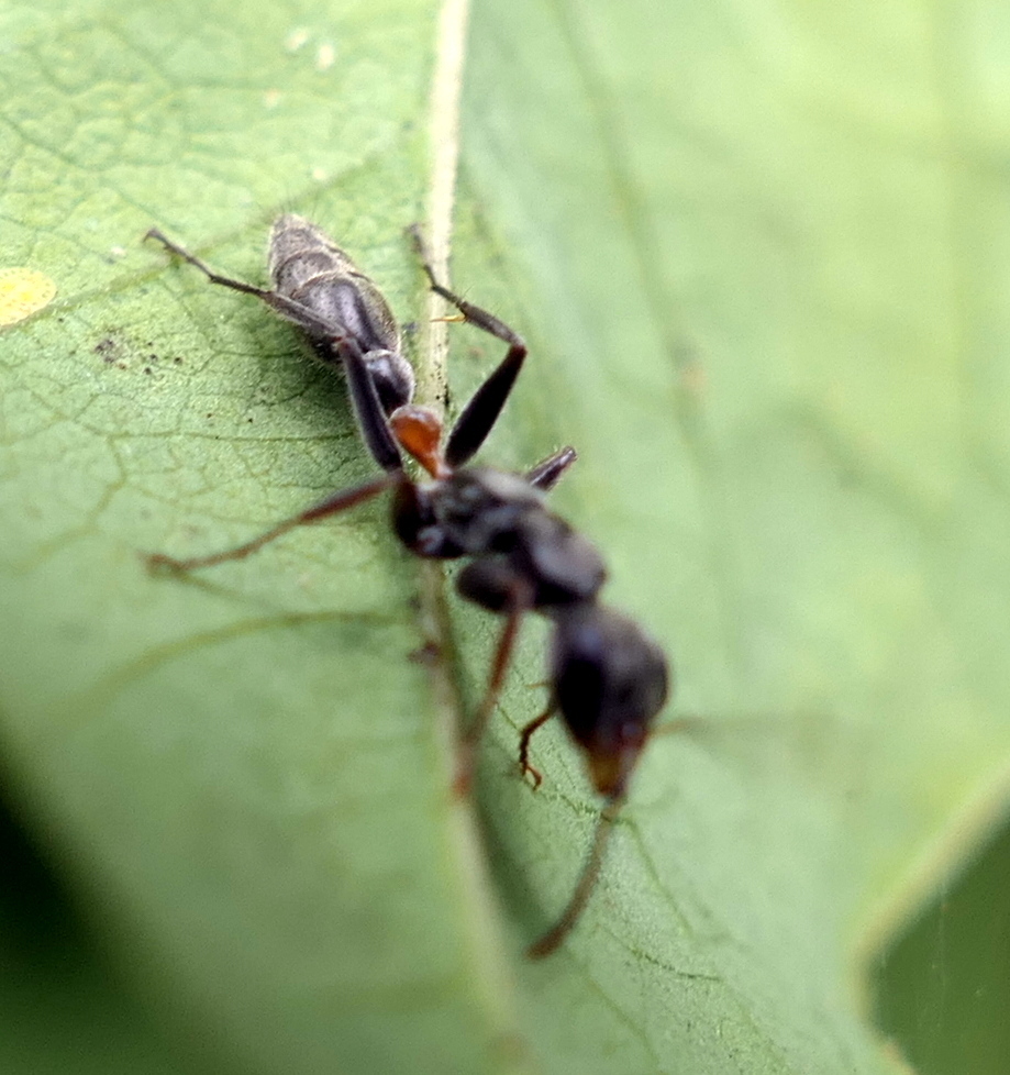 Gracilis-group Twig Ants from Zona rural de Paudalho - Pernambuco on ...