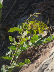 Leucaena lanceolata