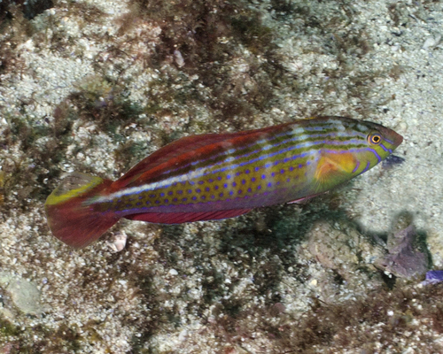 Painted rainbow wrasse (Suezichthys arquatus) — Labridae — 4