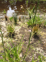 Echinodorus berteroi