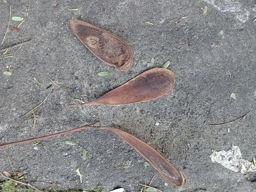 Schizolobium parahyba - Habitat