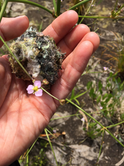 Echinodorus berteroi