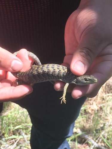 iNaturalist observation photo of Southern Alligator Lizard