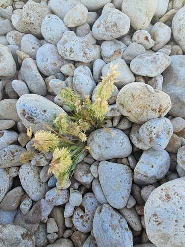goldentop grass