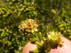 Phylica cephalantha