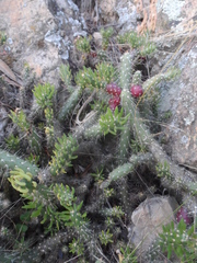Austrocylindropuntia shaferi