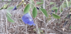 Clitoria