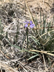 Sisyrinchium halophilum