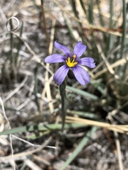 Sisyrinchium halophilum