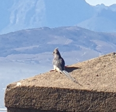 Coliiformes