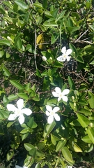 Wrightia antidysenterica