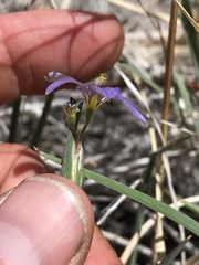 Sisyrinchium halophilum