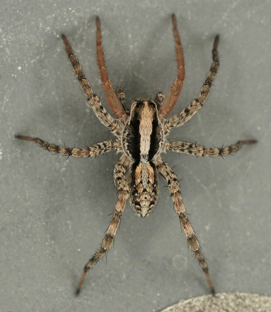 Brush-legged Spiders from Edwards County, TX, USA on April 12, 2024 at ...