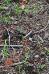 Anthoxanthum aristatum