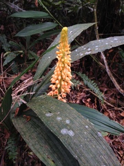Calanthe pulchra