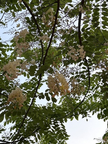 Cassia × nealiae