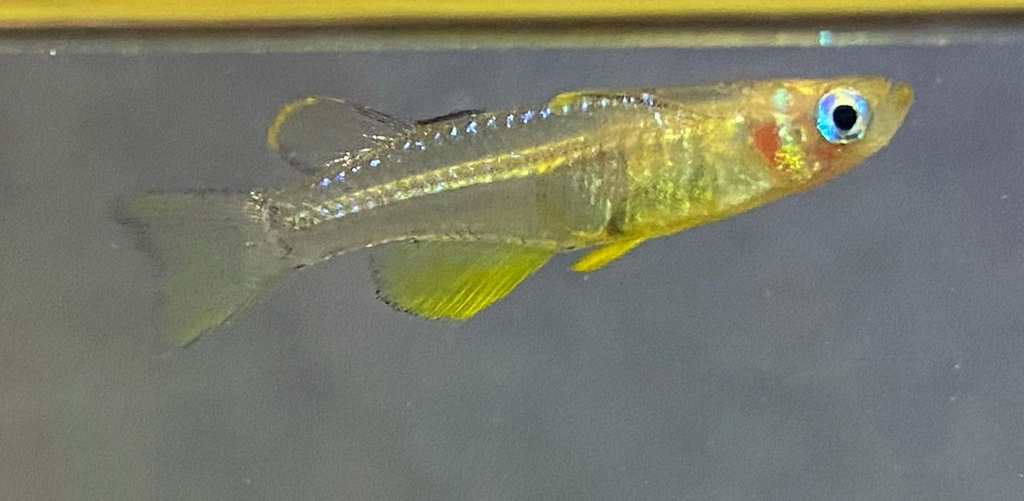 Swamp blue-eye (Pseudomugil paludicola) — Pseudomugilidae