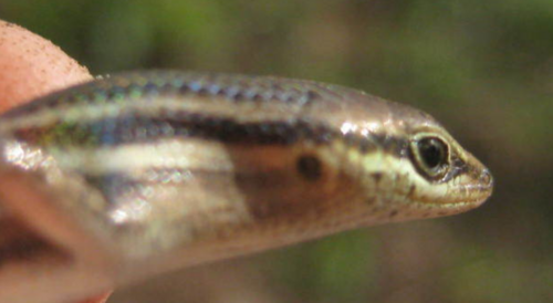 Carlia bicarinata observed 2010-03-16