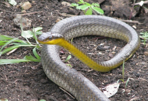 Big-eyed Tree Snake