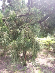 Juniperus chinensis