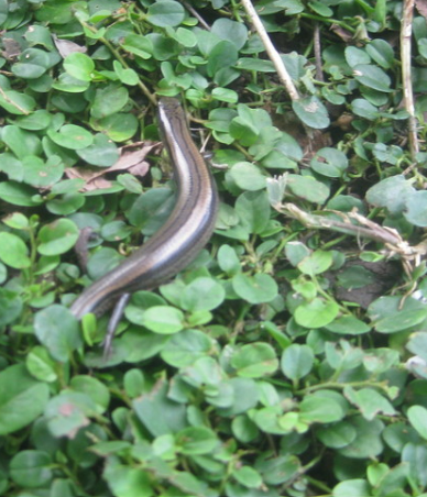 Sphenomorphus fragilis, 2012-03-08