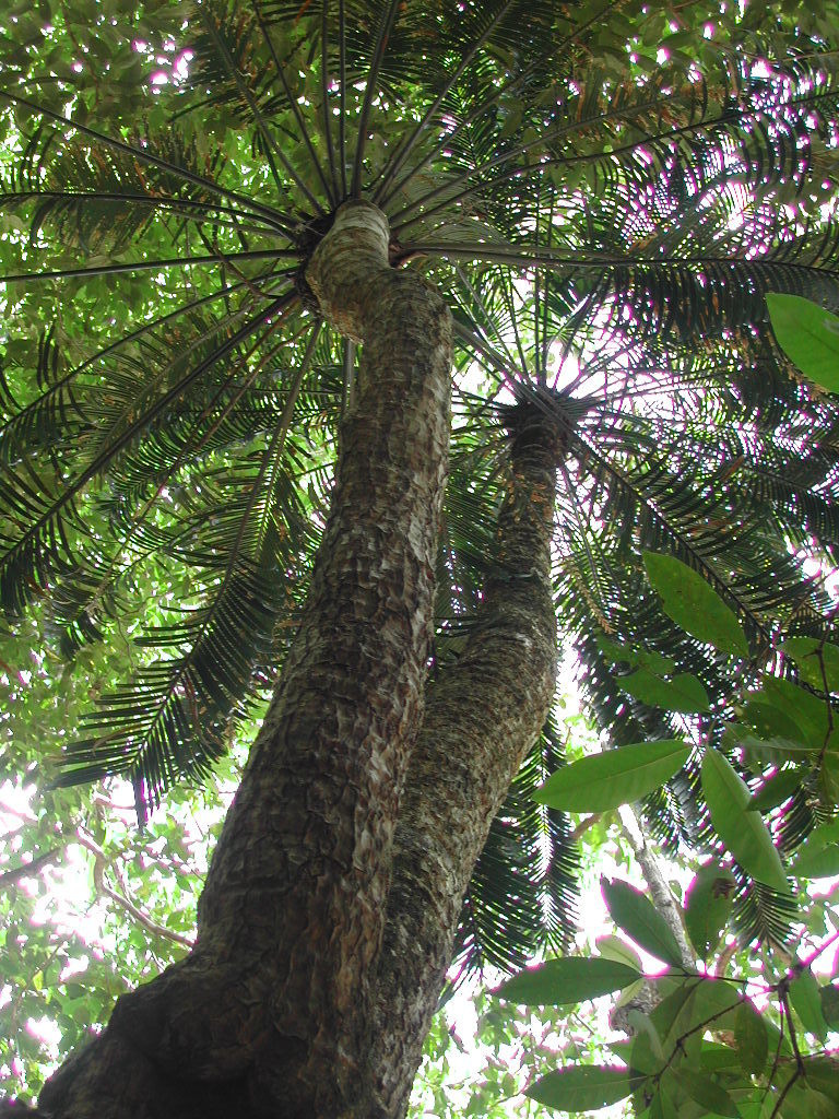 Cycas glauca