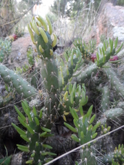 Austrocylindropuntia shaferi