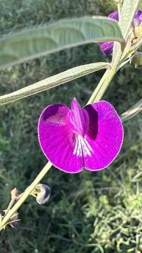 Centurion (Centrosema pascuorum)