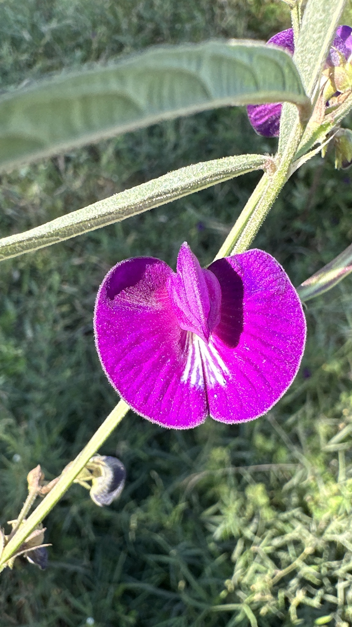 Centurion (Centrosema pascuorum)