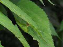 Paracymoriza cataclystalis