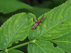 Baryrhynchus poweri