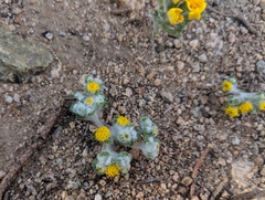 Eriophyllum pringlei