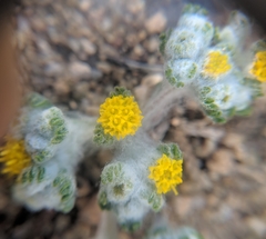 Eriophyllum pringlei