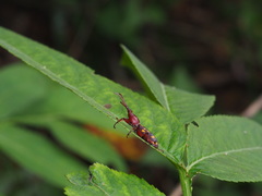 Baryrhynchus poweri