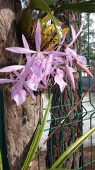 Encyclia adenocaula