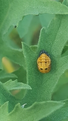 Coccinella septempunctata