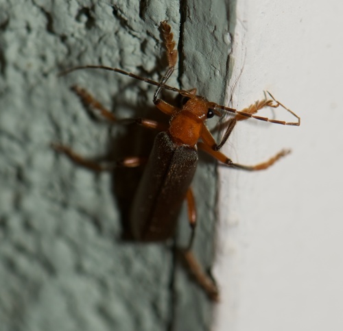 Brown Leather Wing Beetle photo 6