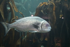 Sparodon durbanensis