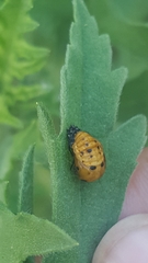 Coccinella septempunctata