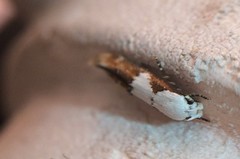Mompha circumscriptella