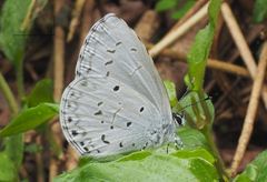 Celastrina lavendularis himilcon
