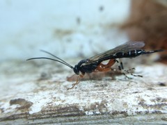 Itoplectis