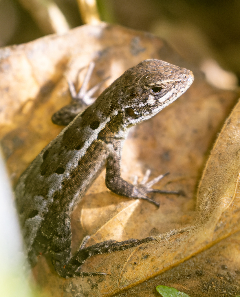 Ochoa Whorltail Iguana