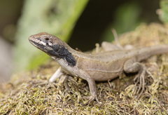 Ochoa Whorltail Iguana photo 5