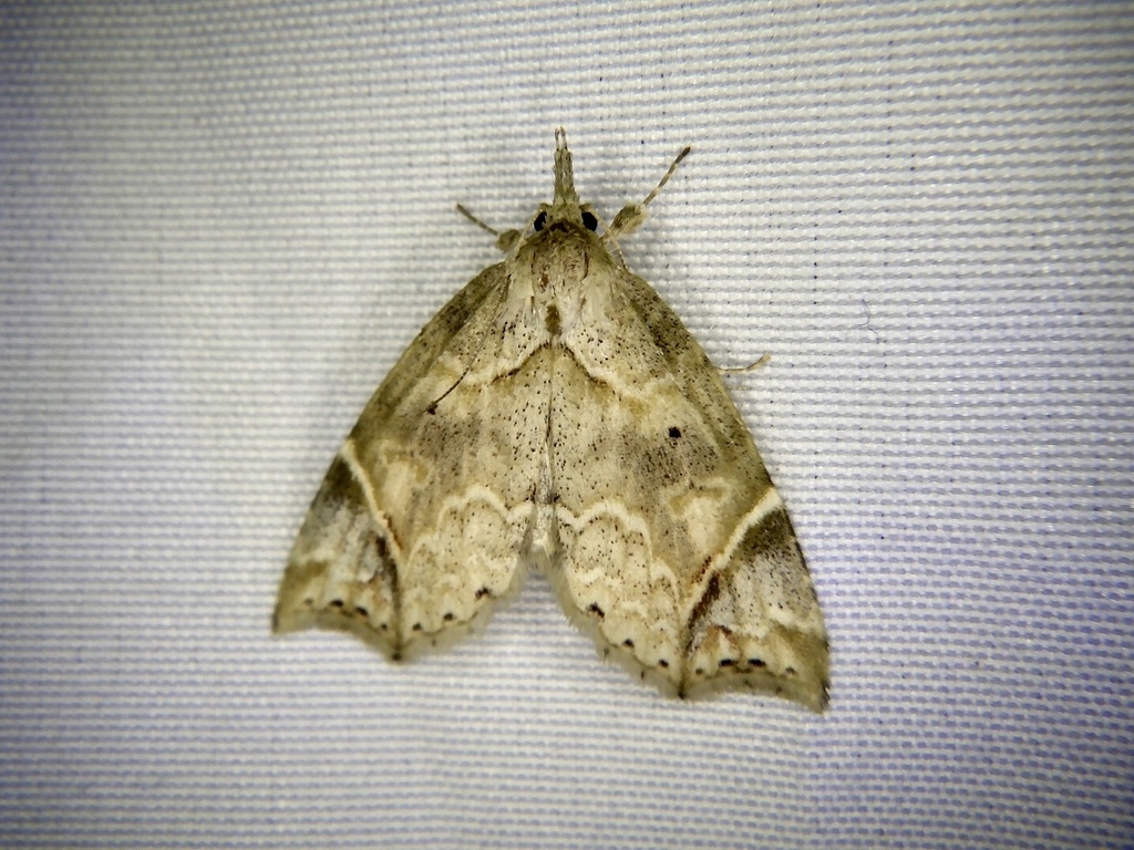 Olulis ayumiae